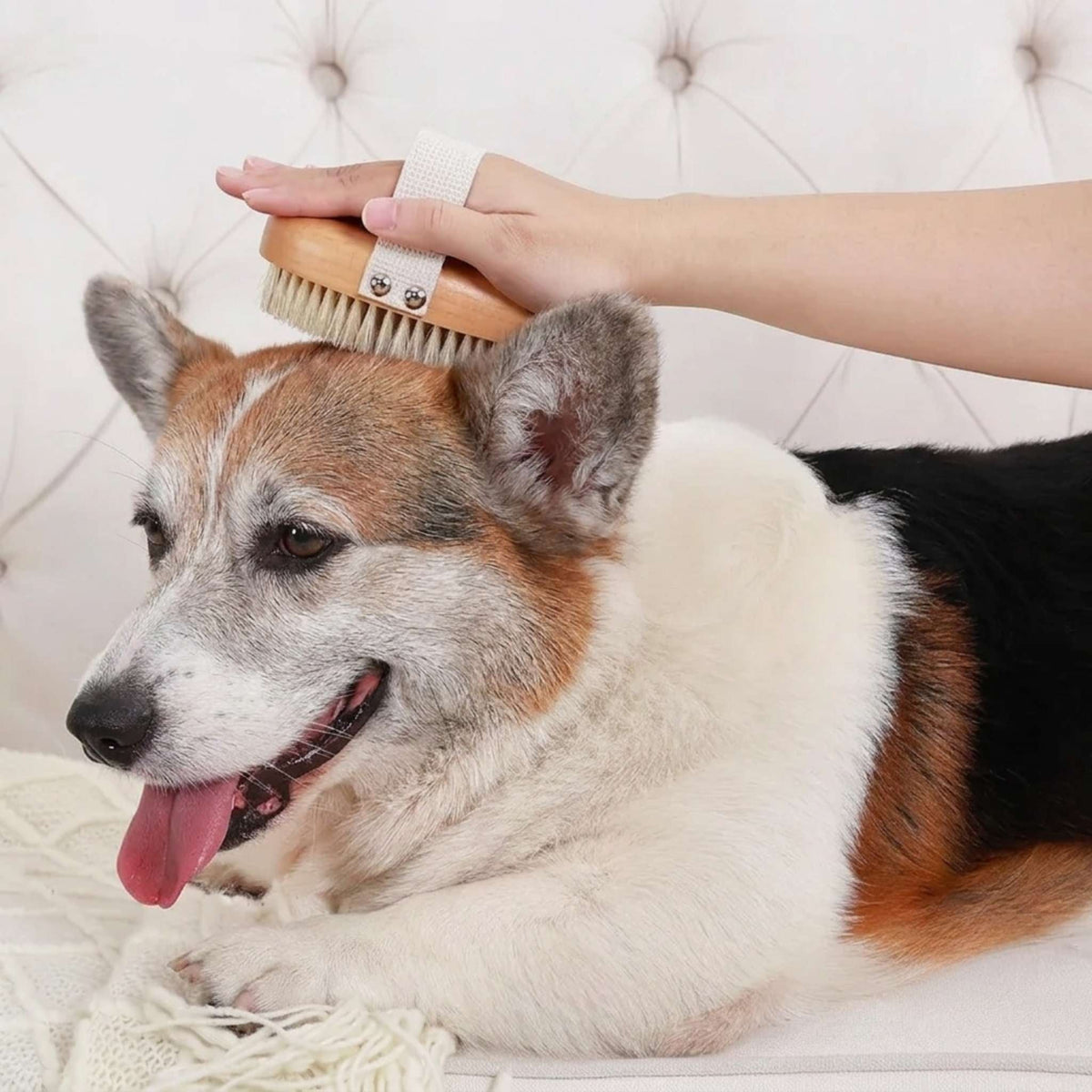Paw Care & Grooming