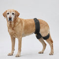 Dog Hip Support Belt | Orthotic Brace for Hip Dysplasia & Arthritis