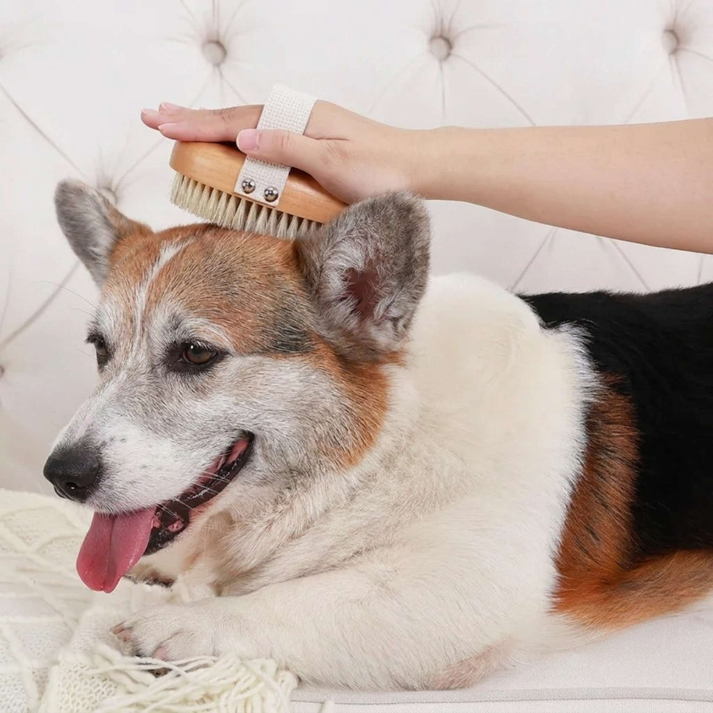 Natural Boar Bristle Dog Brush | Gentle Grooming for Sensitive Skin