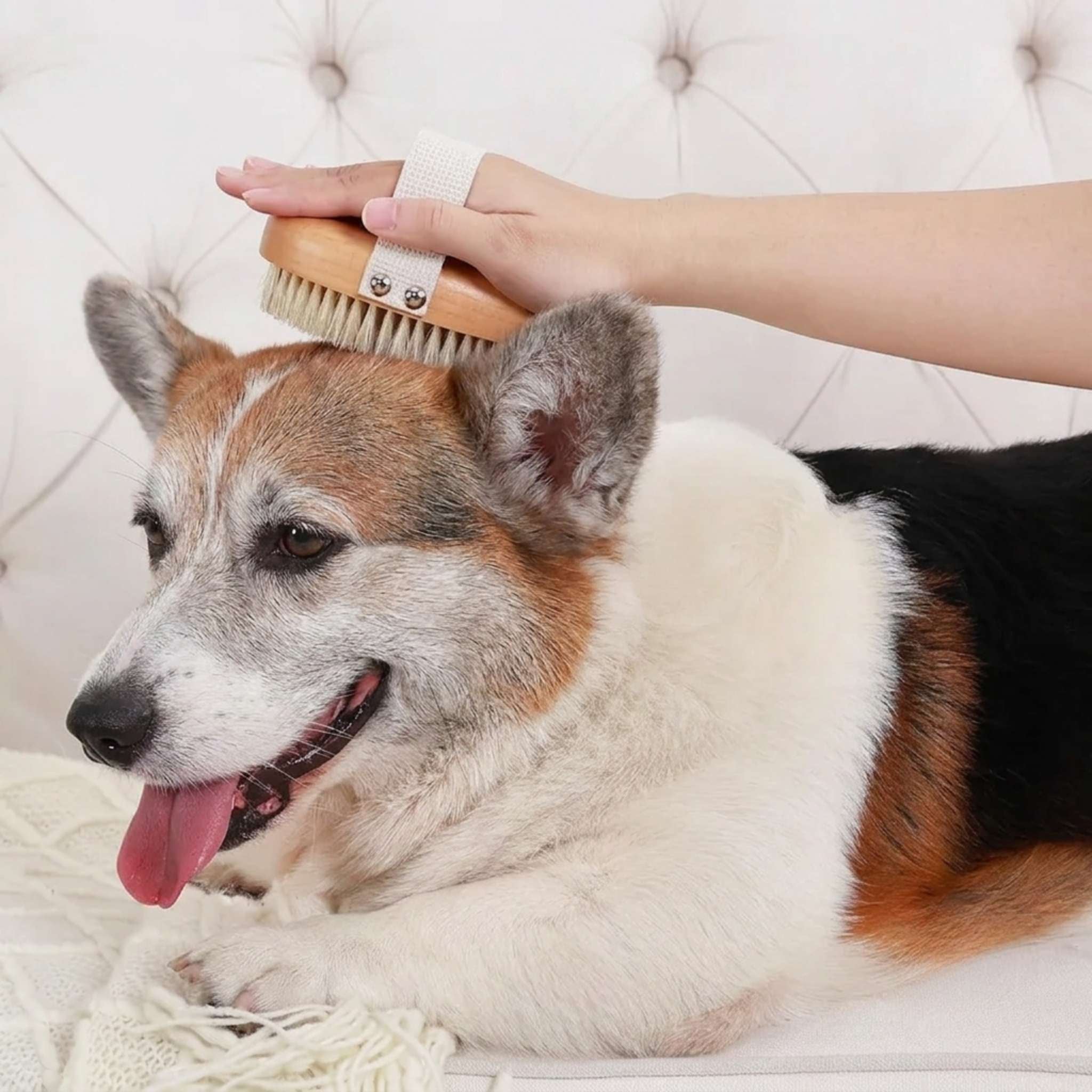 Natural Boar Bristle Dog Brush | Gentle Grooming for Sensitive Skin